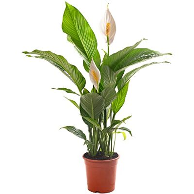 GardenersDream Spathiphyllum Friedenslilie, große Zimmerpflanze, reinigt die Luft in Ihrem Zuhause. GardenersDream Spathiphyllum Friedenslilie, große Zimmerpflanze, reinigt die Luft in Ihrem Zuhause.
