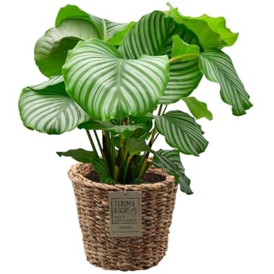 Green Me Up Set Calathea Orbifolia No. 19 im 19 cm Topf, Zimmerpflanze 70 bis 80 cm mit gestreiften Blättern, Set im geflochtenen Seegraskorb 25 cm, luftreinigende Pflanze für Wohnzimmer & Büro Green Me Up Set Calathea Orbifolia No. 19 im 19 cm Topf, Zimmerpflanze 70 bis 80 cm mit gestreiften Blättern, Set im geflochtenen Seegraskorb 25 cm, luftreinigende Pflanze für Wohnzimmer & Büro