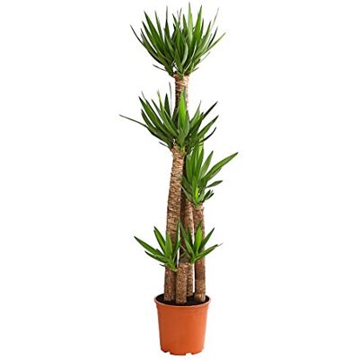 Dehner Yucca-Palme, viertriebig, ca. 170-180 cm, Ø Topf 27 cm, Zimmerpalme Dehner Yucca-Palme, viertriebig, ca. 170-180 cm, Ø Topf 27 cm, Zimmerpalme