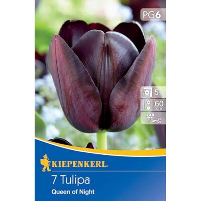 Kiepenkerl Einfache späte Tulpe Queen of Night 507883 – Blumenzwiebeln, purpurschwarze Blüten, Tulpenzwiebeln winterhart mehrjährig, ideal als Schnittblume Kiepenkerl Einfache späte Tulpe Queen of Night 507883 – Blumenzwiebeln, purpurschwarze Blüten, Tulpenzwiebeln winterhart mehrjährig, ideal als Schnittblume