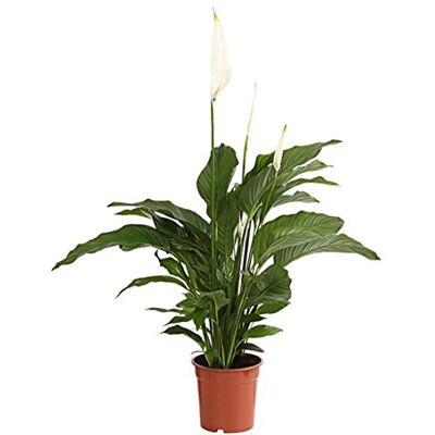 Dehner Air So Pure Einblatt Lauretta, weiße Blüten, 70-80 cm, Ø Topf 21 cm Spathipyllum wallisii, blühende Zimmerpflanze, luftreinigend, für halbschattige bis schattige Standorte Dehner Air So Pure Einblatt Lauretta, weiße Blüten, 70-80 cm, Ø Topf 21 cm Spathipyllum wallisii, blühende Zimmerpflanze, luftreinigend, für halbschattige bis schattige Standorte