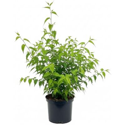 PlantaPro Ranunkelstrauch 'Pleniflora' 40-60 cm Kerria japonica winterhart Kerria japonica, sommergrün, gelbe gefüllte Blüten, Frühjahr, sonnig bis halbschattig, Sichtschutz, winterhart PlantaPro Ranunkelstrauch 'Pleniflora' 40-60 cm Kerria japonica winterhart Kerria japonica, sommergrün, gelbe gefüllte Blüten, Frühjahr, sonnig bis halbschattig, Sichtschutz, winterhart