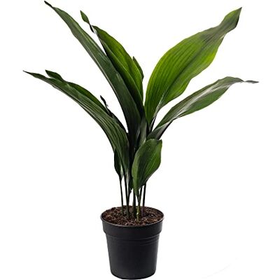 GardenersDream Gusseisenpflanze Aspidistra Elatior Zimmerpflanzen Immergrün Groß Exotisch GardenersDream Gusseisenpflanze Aspidistra Elatior Zimmerpflanzen Immergrün Groß Exotisch