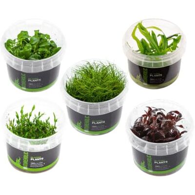 NatureHolic Aquarium Pflanzen InVitro Pflanzen Mix 5 Stk. NatureHolic Aquarium Pflanzen InVitro Pflanzen Mix 5 Stk.