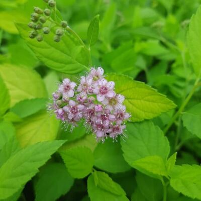 Dago Garden 3x Sommerspiere Goldmound Spiraea japonica Zierstrauch winterhart P9 Topf Goldgelbes Laub, Rosa Blüten, Zwergstrauch, Niedrige Hecke, Breitbuschiger Wuchs, Mehrjährig, Schnittverträglich Dago Garden 3x Sommerspiere Goldmound Spiraea japonica Zierstrauch winterhart P9 Topf Goldgelbes Laub, Rosa Blüten, Zwergstrauch, Niedrige Hecke, Breitbuschiger Wuchs, Mehrjährig, Schnittverträglich