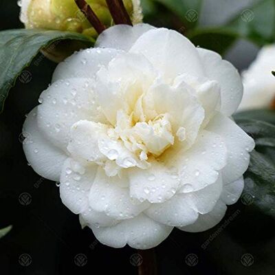 GardenersDream Camellia japonica 'Nobilissima' Japanischer Immergrüner Gartenstrauch 9cm Topf GardenersDream Camellia japonica 'Nobilissima' Japanischer Immergrüner Gartenstrauch 9cm Topf
