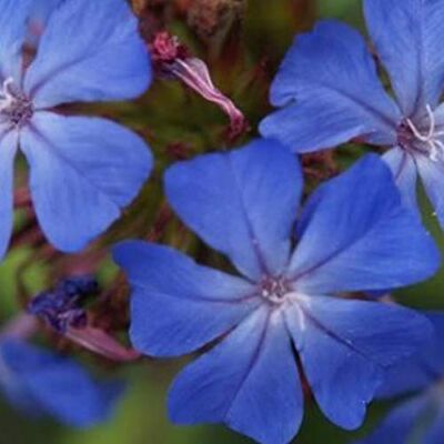 Arborix 6 x Willmotts Hornnarbe Forest Blue Ceratostigma Willmottianum Topf 9x9cm Arborix 6 x Willmotts Hornnarbe Forest Blue Ceratostigma Willmottianum Topf 9x9cm