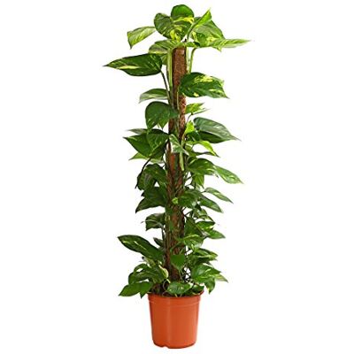 Dehner Efeutute, an Moosstab gebunden, ca. 130-140 cm, Ø Topf 24 cm Epipremnum aureum, kletternde Zimmerpflanze, luftreinigend und pflegeleicht, für helle bis schattige Standorte Dehner Efeutute, an Moosstab gebunden, ca. 130-140 cm, Ø Topf 24 cm Epipremnum aureum, kletternde Zimmerpflanze, luftreinigend und pflegeleicht, für helle bis schattige Standorte