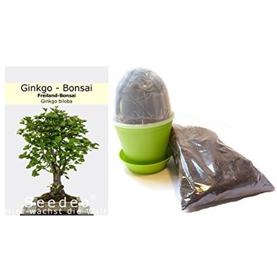 Seedeo Bonsai Anzuchtset Ginkgo (Ginkgo biloba) Seedeo Bonsai Anzuchtset Ginkgo (Ginkgo biloba)