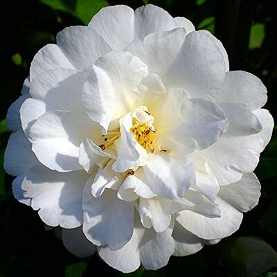 GardenersDream Camellia Japonica Onoita Holland – Immergrüner Japanischer Kamelien Winterharte Strauch – Bienenfreundliche Blühende Gartenpflanze für Terrasse, Balkon & Beete (2–3cm, inkl. 9cm Topf) GardenersDream Camellia Japonica Onoita Holland – Immergrüner Japanischer Kamelien Winterharte Strauch – Bienenfreundliche Blühende Gartenpflanze für Terrasse, Balkon & Beete (2–3cm, inkl. 9cm Topf)