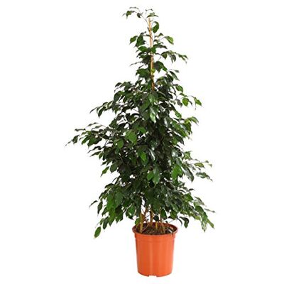 Dehner Birkenfeige-Ficus Danielle, dunkelgrüne Blätter, ca. 110-120 cm, Ø Topf 27 cm, Zimmerpflanze Dehner Birkenfeige-Ficus Danielle, dunkelgrüne Blätter, ca. 110-120 cm, Ø Topf 27 cm, Zimmerpflanze