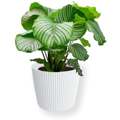 Green Me Up Set Calathea Orbifolia No. 19 im 19 cm Topf, Zimmerpflanze 70 bis 80 cm mit gestreiften Blättern, Übertopf Milly 24 cm als modernes Dekoset, luftreinigende Pflanze für Wohnzimmer & Büro Green Me Up Set Calathea Orbifolia No. 19 im 19 cm Topf, Zimmerpflanze 70 bis 80 cm mit gestreiften Blättern, Übertopf Milly 24 cm als modernes Dekoset, luftreinigende Pflanze für Wohnzimmer & Büro