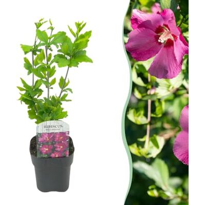 Green boutiQ GreenboutiQ Sträucher Hibiscus syriacus Woodbridge Blüte Rosa 1 Pflanze Laubabwerfend Pflegeleicht Topf 17cm Höhe 45cm Green boutiQ GreenboutiQ Sträucher Hibiscus syriacus Woodbridge Blüte Rosa 1 Pflanze Laubabwerfend Pflegeleicht Topf 17cm Höhe 45cm