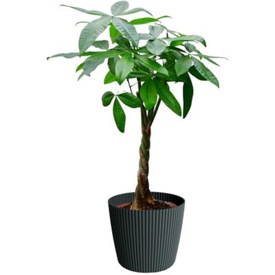 Green Me Up , Glückskastanie mit Milly Übertopf Anthrazit, 90–100 cm hoch, Pachira aquatica, Pflegeleichte Zimmerpflanze aus der Gärtnerei, Ungiftig für Tiere, Dekopflanze mit geflochtenem Stamm Green Me Up , Glückskastanie mit Milly Übertopf Anthrazit, 90–100 cm hoch, Pachira aquatica, Pflegeleichte Zimmerpflanze aus der Gärtnerei, Ungiftig für Tiere, Dekopflanze mit geflochtenem Stamm