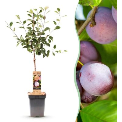 Green boutiQ Obstbaum Prunus domestica Opal Pflaumenbaum Winterhart Lila-Rote Pflaume 1 Pflanze Topf 21cm Höhe 90cm Green boutiQ Obstbaum Prunus domestica Opal Pflaumenbaum Winterhart Lila-Rote Pflaume 1 Pflanze Topf 21cm Höhe 90cm
