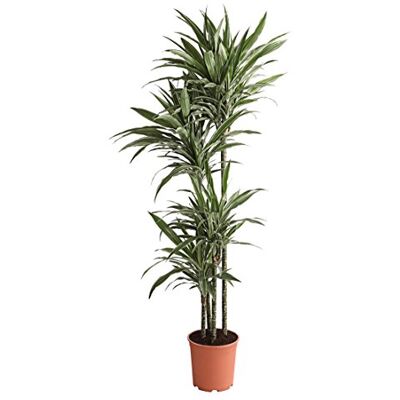 Dehner Drachenbaum White Stripe, gestreiftes Laub, 170-180 cm, Ø Topf 27 cm Dracaena deremensis, viertriebige Zimmerpflanze, luftreinigend und pflegeleicht, für halbschattige Standorte Dehner Drachenbaum White Stripe, gestreiftes Laub, 170-180 cm, Ø Topf 27 cm Dracaena deremensis, viertriebige Zimmerpflanze, luftreinigend und pflegeleicht, für halbschattige Standorte