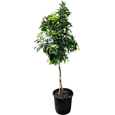 Sunny Tree Mandarinenbaum Citrus Reticulata Citrusbaum Obstbaum 160 Zentimeter Fruchtbildend 8-jähriger Mandarinenbaum Sunny Tree Mandarinenbaum Citrus Reticulata Citrusbaum Obstbaum 160 Zentimeter Fruchtbildend 8-jähriger Mandarinenbaum