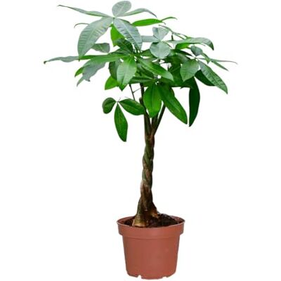 Green Me Up Glückskastanie Pachira aquatica 90–100 cm hoch Pflegeleichte Zimmerpflanze mit geflochtenem Stamm Ungiftige Pflanze für Tiere Feng Shui frisch aus der Gärtnerei Green Me Up Glückskastanie Pachira aquatica 90–100 cm hoch Pflegeleichte Zimmerpflanze mit geflochtenem Stamm Ungiftige Pflanze für Tiere Feng Shui frisch aus der Gärtnerei