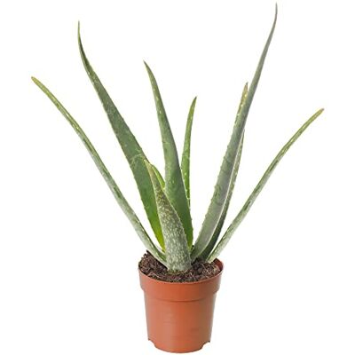 GardenersDream Aloe Vera Große Zimmerpflanze, exotisch, immergrün, hochwachsend, für Zuhause. GardenersDream Aloe Vera Große Zimmerpflanze, exotisch, immergrün, hochwachsend, für Zuhause.