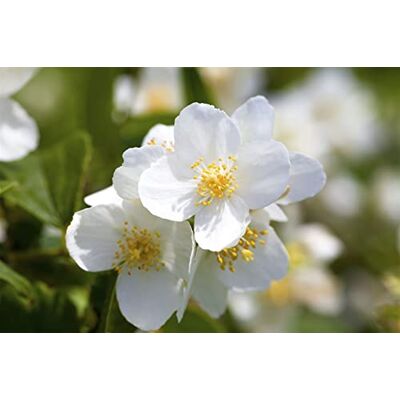 PlantaPro Duftjasmin 60-80 cm Topf Philadelphus coronarius Heckenpflanze winterhart Philadelphus coronarius, weiß duftende Blüten im Frühsommer, sonnig bis halbschattig, Sichtschutzhecke, winterhart PlantaPro Duftjasmin 60-80 cm Topf Philadelphus coronarius Heckenpflanze winterhart Philadelphus coronarius, weiß duftende Blüten im Frühsommer, sonnig bis halbschattig, Sichtschutzhecke, winterhart