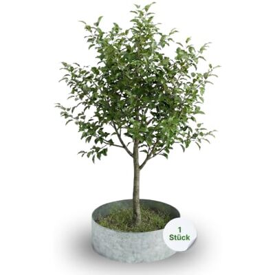 Gartenwelt Riegelsberger Rasenkante Kreis Metall Ø 20 cm – Baumeinfassung aus feuerverzinktem Stahl, Höhe 13 cm, robuste Beetumrandung & Mähkante, silberfarben Gartenwelt Riegelsberger Rasenkante Kreis Metall Ø 20 cm – Baumeinfassung aus feuerverzinktem Stahl, Höhe 13 cm, robuste Beetumrandung & Mähkante, silberfarben