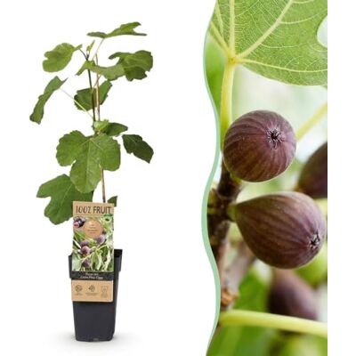 Green boutiQ Obstbaum Ficus caria Little miss Figgy Feigenbaum Winterhart Rote Frucht 2 Pflanzen Topf 15cm Höhe 50cm Green boutiQ Obstbaum Ficus caria Little miss Figgy Feigenbaum Winterhart Rote Frucht 2 Pflanzen Topf 15cm Höhe 50cm