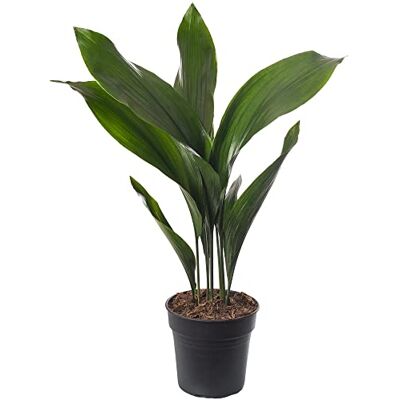 GardenersDream Gusseisenpflanze Aspidistra Elatior Zimmerpflanzen Immergrün Groß Exotisch GardenersDream Gusseisenpflanze Aspidistra Elatior Zimmerpflanzen Immergrün Groß Exotisch