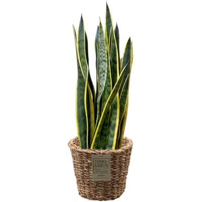 Green Me Up Bogenhanf Sansevieria zeylanica große Zimmerpflanze 70-80 cm Topf Ø19-21 cm inkl. geflochtenem Seegraskorb Ø25 cm pflegeleicht alle 2-3 Wochen gießen heller Standort Green Me Up Bogenhanf Sansevieria zeylanica große Zimmerpflanze 70-80 cm Topf Ø19-21 cm inkl. geflochtenem Seegraskorb Ø25 cm pflegeleicht alle 2-3 Wochen gießen heller Standort