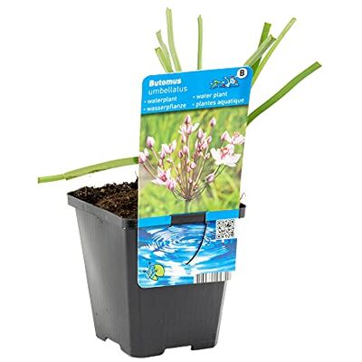 Bloomique Butomus Umballatus Schwanenblume Teichpflanzen Winterhart Wasserpflanzen Zone 2-3 Höhe 10-20 cm Topf 9 cm Bloomique Butomus Umballatus Schwanenblume Teichpflanzen Winterhart Wasserpflanzen Zone 2-3 Höhe 10-20 cm Topf 9 cm
