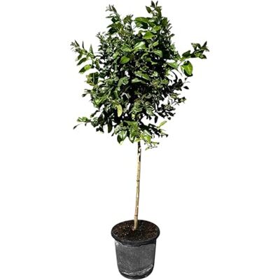 Sunny Tree Zitronenbaum große 160 Zentimeter Citrus Limon 8 Jahre alt Obstbaum Sonnige Standorte Fruchtbildend A+ Ware Sunny Tree Zitronenbaum große 160 Zentimeter Citrus Limon 8 Jahre alt Obstbaum Sonnige Standorte Fruchtbildend A+ Ware