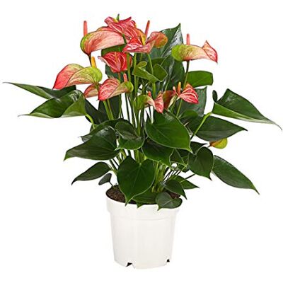 Dehner Flamingoblume Livium, pink-rosa Hochblätter, 30-40 cm,Ø Topf 14 cm Anthurium andreanum, exotische Zimmerpflanze, luftreinigend, für helle Standorte Dehner Flamingoblume Livium, pink-rosa Hochblätter, 30-40 cm,Ø Topf 14 cm Anthurium andreanum, exotische Zimmerpflanze, luftreinigend, für helle Standorte