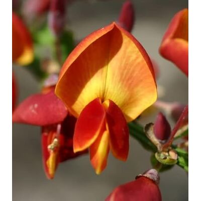 Baumschule Pflanzenvielfalt Cytisus scoparius Lena Gelboranger Ginster Lena Edelginster 40-60 Baumschule Pflanzenvielfalt Cytisus scoparius Lena Gelboranger Ginster Lena Edelginster 40-60