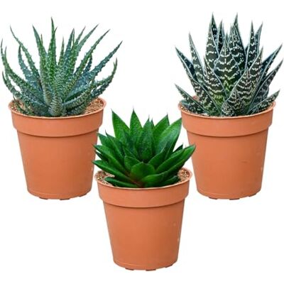Green Me Up Mini Sukkulenten Babypflanzen Trio Aloe Vera Sukkulenten echte pflegeleichte Zimmerpflanzen 3er Set im 9 cm Topf ideal für Fensterbank und Badezimmer frisch aus der Gärtnerei Green Me Up Mini Sukkulenten Babypflanzen Trio Aloe Vera Sukkulenten echte pflegeleichte Zimmerpflanzen 3er Set im 9 cm Topf ideal für Fensterbank und Badezimmer frisch aus der Gärtnerei