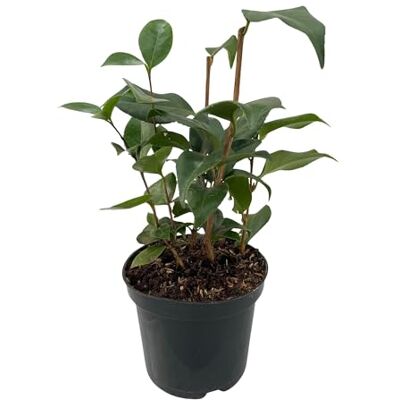 Green boutiQ GreenboutiQ Sträucher Camelia japonica Tricolour Blüte Rosa, Weiß und Rot 3 Pflanzen 1 m2 Immergrün Topf 15cm Höhe 30cm Green boutiQ GreenboutiQ Sträucher Camelia japonica Tricolour Blüte Rosa, Weiß und Rot 3 Pflanzen 1 m2 Immergrün Topf 15cm Höhe 30cm