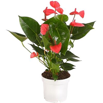 Dehner Große Flamingoblume, pink-rosa Hochblätter, 30-35 cm, Ø Topf 12 cm Anthurium andreanum, exotische Zimmerpflanze, pflegeleicht, für helle Standorte Dehner Große Flamingoblume, pink-rosa Hochblätter, 30-35 cm, Ø Topf 12 cm Anthurium andreanum, exotische Zimmerpflanze, pflegeleicht, für helle Standorte