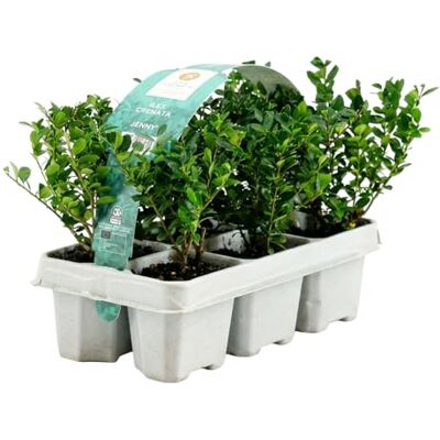 Bloomique 1er Set Ilex crenata Jenny Japanische Stechpalme Wintergrün Winterhart Kompakt Höhe 10-20 cm Wurzelballen 6 cm Topf 6 cm Bloomique 1er Set Ilex crenata Jenny Japanische Stechpalme Wintergrün Winterhart Kompakt Höhe 10-20 cm Wurzelballen 6 cm Topf 6 cm