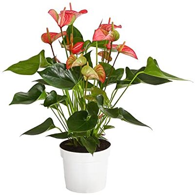 Dehner Flamingoblume Livium, pink-rosa Hochblätter, 40-50 cm, Ø Topf 17 cm Anthurium andreanum, exotische Zimmerpflanze, luftreinigend, für helle Standorte Dehner Flamingoblume Livium, pink-rosa Hochblätter, 40-50 cm, Ø Topf 17 cm Anthurium andreanum, exotische Zimmerpflanze, luftreinigend, für helle Standorte