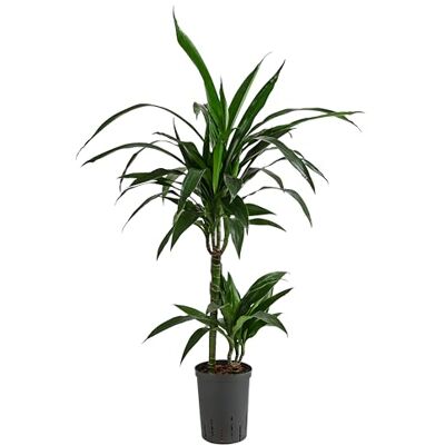 Dehner Drachenbaum Janet Lind, in Hydrokultur, ca. 100 cm, Ø Topf 15 cm Dracaena, inkl. Wasserstandsanzeiger, zweitriebige Zimmerpflanze, für halbschattige bis schattige Standorte Dehner Drachenbaum Janet Lind, in Hydrokultur, ca. 100 cm, Ø Topf 15 cm Dracaena, inkl. Wasserstandsanzeiger, zweitriebige Zimmerpflanze, für halbschattige bis schattige Standorte