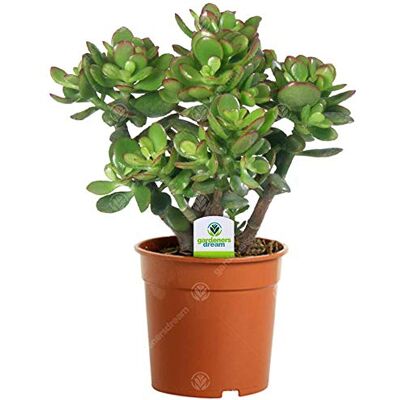 GardenersDream 2 x Gardeners Dream Crassula Ovata Geldbaum Zimmerpflanze Echt, Kompakt, Immergrün & Winterhart Echte Sukkulenten im 12cm Topf Echte Pflanzen Deko Luftreinigende Zimmerpflanzen GardenersDream 2 x Gardeners Dream Crassula Ovata Geldbaum Zimmerpflanze Echt, Kompakt, Immergrün & Winterhart Echte Sukkulenten im 12cm Topf Echte Pflanzen Deko Luftreinigende Zimmerpflanzen