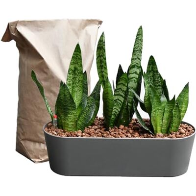 Green Me Up Sansevieria Bogenhanf pflegeleichte Zimmerpflanzen Sukkulenten frisch aus der Gärtnerei Hydrokultur Set Sideboard Anthrazit Höhe 25-30 cm inkl. Gefäß, Blähton & Dünger Green Me Up Sansevieria Bogenhanf pflegeleichte Zimmerpflanzen Sukkulenten frisch aus der Gärtnerei Hydrokultur Set Sideboard Anthrazit Höhe 25-30 cm inkl. Gefäß, Blähton & Dünger