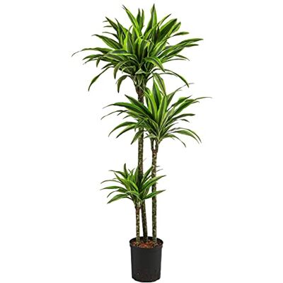 Dehner Drachenbaum Lemon Lime, in Hydrokultur, ca. 140 cm, Ø Topf 18 cm Dracaena, inkl. Wasserstandsanzeiger, dreitriebige Zimmerpflanze, luftreinigend und pflegleicht, halbschattiger Standort Dehner Drachenbaum Lemon Lime, in Hydrokultur, ca. 140 cm, Ø Topf 18 cm Dracaena, inkl. Wasserstandsanzeiger, dreitriebige Zimmerpflanze, luftreinigend und pflegleicht, halbschattiger Standort