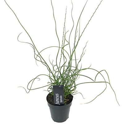 Bloomique Juncus Spiralis Korkenzieherbinse Liebeslocke Teichpflanzen Winterhart Wasserpflanzen Zone 2 Höhe 10-20 cm Topf 9 cm Bloomique Juncus Spiralis Korkenzieherbinse Liebeslocke Teichpflanzen Winterhart Wasserpflanzen Zone 2 Höhe 10-20 cm Topf 9 cm