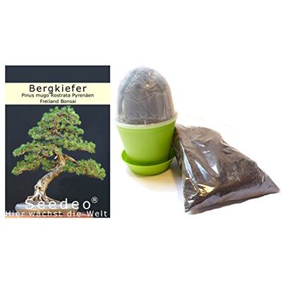 Seedeo Bonsai Anzuchtset Bergkiefer (Pinus mugo rostrata) Seedeo Bonsai Anzuchtset Bergkiefer (Pinus mugo rostrata)
