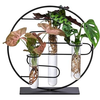 Dehner Waterplant Set Dubai, 3-teilig in Reagenzgläsern, Ø 3 cm, Höhe 27 cm Wasserpflanzen-Set, 1x Fensterblatt, 1x Balsamapfel, 1x Purpurtute, Zimmerpflanze, halbschattige bis schattige Standorte Dehner Waterplant Set Dubai, 3-teilig in Reagenzgläsern, Ø 3 cm, Höhe 27 cm Wasserpflanzen-Set, 1x Fensterblatt, 1x Balsamapfel, 1x Purpurtute, Zimmerpflanze, halbschattige bis schattige Standorte