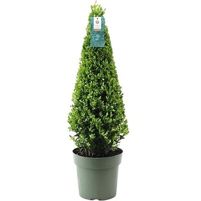 Plants by Frank Ilex Crenata Jenny, 1x Stechpalme Pyramide, Ø 22 cm Stechpalme Buchsbaum Ersatz, Pyramidenform, Ilex, Buxus-Sträucher, Gartenpflanzen, Durchmesser 22 cm, Höhe: 55 cm Plants by Frank Ilex Crenata Jenny, 1x Stechpalme Pyramide, Ø 22 cm Stechpalme Buchsbaum Ersatz, Pyramidenform, Ilex, Buxus-Sträucher, Gartenpflanzen, Durchmesser 22 cm, Höhe: 55 cm