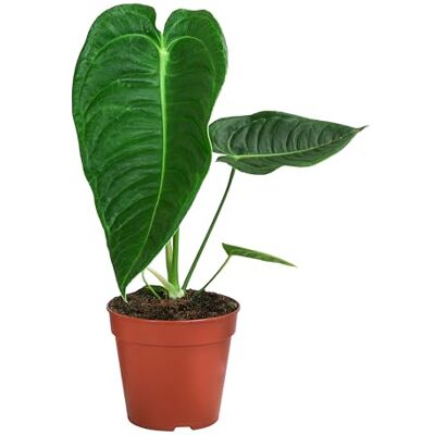 Dehner Herzblattblume, geriffelte Blattstruktur, ca. 25 cm, Ø Topf 12 cm Anthurium veitchii, King-Anthurium, Zimmerpflanzen-Rarität, pflegeleicht, für helle Standorte Dehner Herzblattblume, geriffelte Blattstruktur, ca. 25 cm, Ø Topf 12 cm Anthurium veitchii, King-Anthurium, Zimmerpflanzen-Rarität, pflegeleicht, für helle Standorte