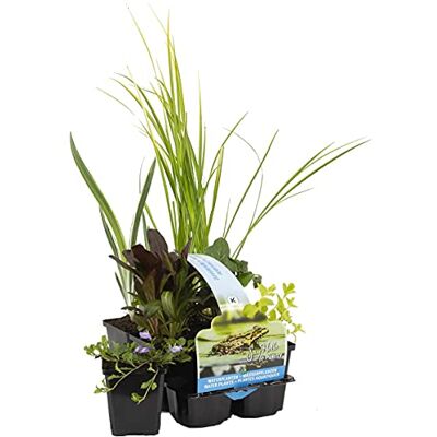 Bloomique 6er-Set Reinigende Teichpflanzen Wasserpflanzen Miniteich Zone 1 & 2 Winterhart Höhe 15-25 cm Topf 9 cm Bloomique 6er-Set Reinigende Teichpflanzen Wasserpflanzen Miniteich Zone 1 & 2 Winterhart Höhe 15-25 cm Topf 9 cm