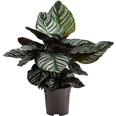 Dehner Korbmarante, farbiges Laub, ca. 85 cm, Ø Topf 17 cm Calathea ornata, tropische Zimmerpflanze, luftreinigend, für helle bis halbschattige und luftfeuchte Standorte Dehner Korbmarante, farbiges Laub, ca. 85 cm, Ø Topf 17 cm Calathea ornata, tropische Zimmerpflanze, luftreinigend, für helle bis halbschattige und luftfeuchte Standorte