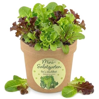 Alluvo Salat Anzuchtset mit Blattsalat Samen DIY Pflanzset im Topf Für Fensterbank, Balkon und Hochbeet. Mini Gemüsebeet zum Selberanbauen – ideale Geschenkidee für Hobbygärtner Alluvo Salat Anzuchtset mit Blattsalat Samen DIY Pflanzset im Topf Für Fensterbank, Balkon und Hochbeet. Mini Gemüsebeet zum Selberanbauen – ideale Geschenkidee für Hobbygärtner