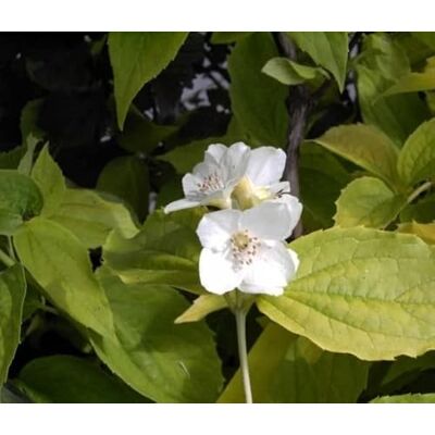 Baumschule Pflanzenvielfalt Gelber Europäischer Pfeifenstrauch Falscher Jasmin Philadelphus coronarius Aureus Baumschule Pflanzenvielfalt Gelber Europäischer Pfeifenstrauch Falscher Jasmin Philadelphus coronarius Aureus